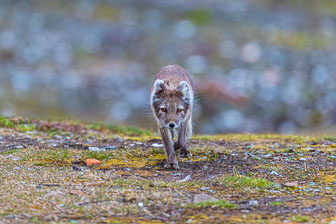 Svalbard - Spitzbergen