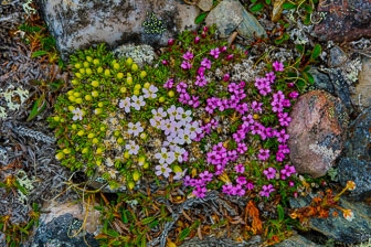 Svalbard - Spitzbergen