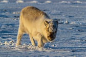 Winter in Svalbard