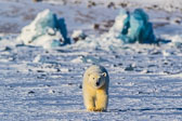 Winter in Svalbard